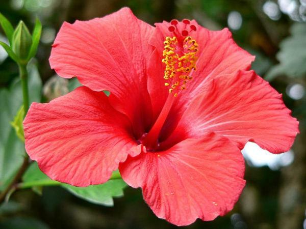 Appartamento Duplex Hibiscus Sainte-Clotilde Esterno foto